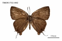 藏品(臺灣灑灰蝶)的圖片